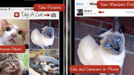 Instagram для котов: App Store выпустили новое приложение 