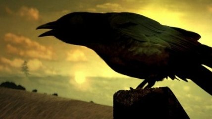 Ученые: вороны распознают причины смерти своих собратьев