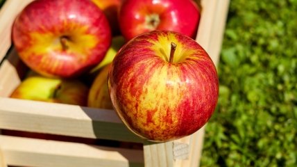 Фермери нарікають на низький попит щодо яблук серед споживачів