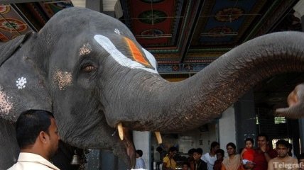 В Индии священных слонов "посадят" на диету