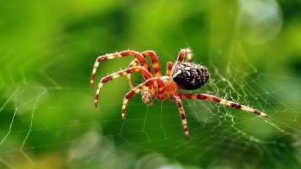 Ученые нашли двух очень древних пауков, которым почти 100 миллионов лет