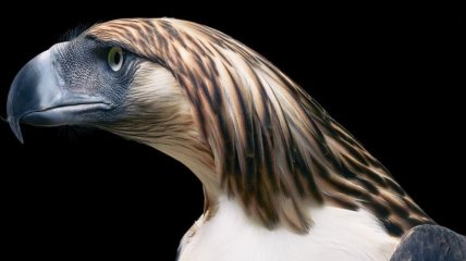 Необычные и исчезающие виды птиц в фотопроекте Тима Флэка (Фото)