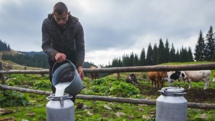 Мартынюк: Никаких запретов на закупку молока у населения нет