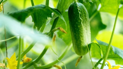 Правила успішного вирощування огірків