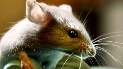 Ученые смогли продлить жизнь мышам на треть