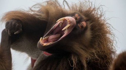 В Китае нашли череп неизвестной обезьяны