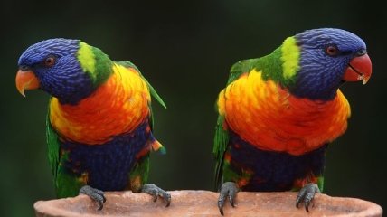 Существует две теории: почему птицы меняют свою окраску