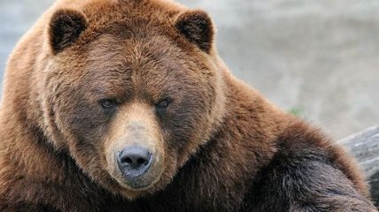 На туриста в Румынии напал медведь