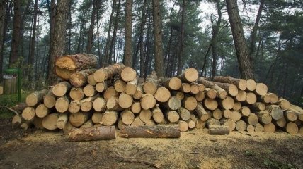 Украина приняла закон об инвентаризации лесов