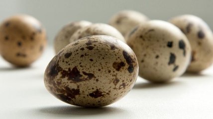 Вся правда о пользе перепелиных яиц: состав, свойства, лечение недугов