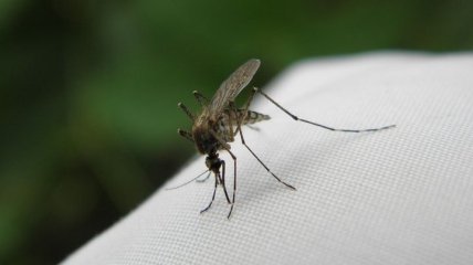 Безвредный для остальных: найдены бактерии, убивающие комаров