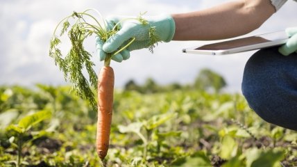 Щоб морква росла прямою є свої секрети
