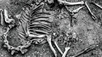 Археологи впервые нашли скелет боевого верблюда