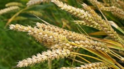 Украина к 2 июля намолотила 2,4 млн тонн зерна