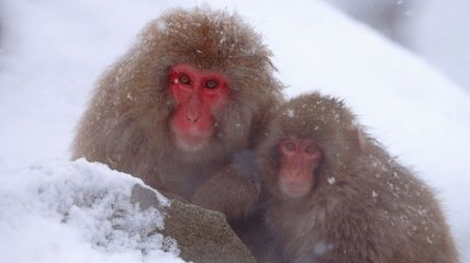 В японском зоопарке усыпили более 50 снежных макак