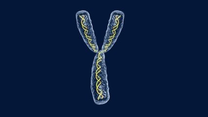 Y-хромосома вскоре может исчезнуть