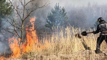 Поджигателя задержали: в Киевской области потушили очередной пожар