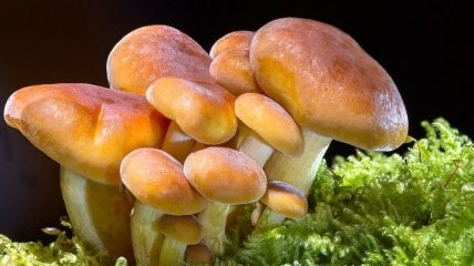 Сезон грибов в самом разгаре: что делать в случае отравления