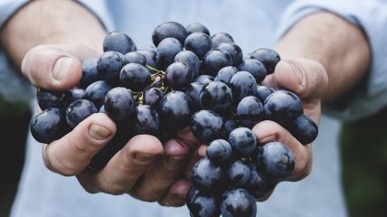 Виноград: чем полезна всеми любимая осенняя ягода