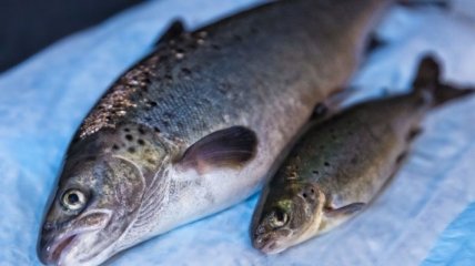В Канаде разрешили разведение генно-модифицированного лосося