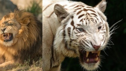 Кто победит в схватке: тигр или лев?