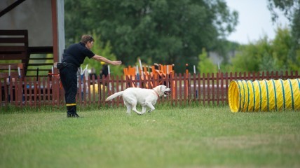 Найти героя в своей собаке: как украинцы могут присоединиться к поисково-спасательной службе
