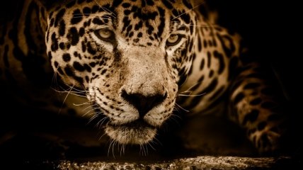 В Новом Орлеане ягуар смог выбраться из клетки зоопарка: Шесть животных убито  