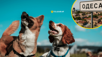 Собаки в Одессе удивили прохожих