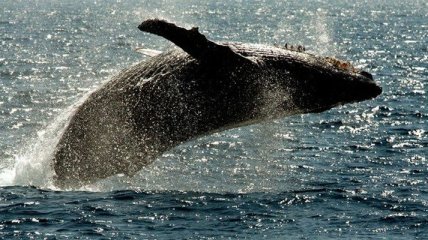 Более 80 человек пострадали от столкновения катера с китом возле берегов Японии 