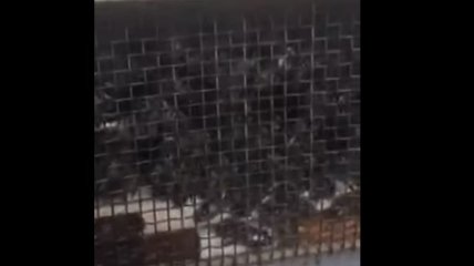 Мертвыми только казались: стало известно о чудесном исцелении пчел из скандала с "Укрпочтой" (видео)