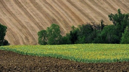 Власть не собирается распродавать землю: Шмыгаль выступил за рынок земли