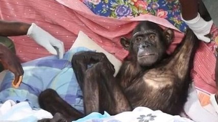 Спасение шимпанзе, трогающее до слез (Фото) 
