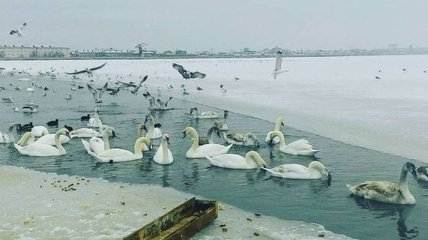 Около 200 диких уток и лебедей спасли в Ужгороде