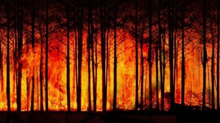 У Чорнобильській зоні горять 20 гектарів лісу