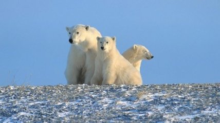 Защита экосистем Арктики является одним из важных вопросов 