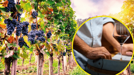 Виноградники на Закарпатті