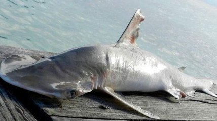 Ученые из США обнаружили новый вид акулы