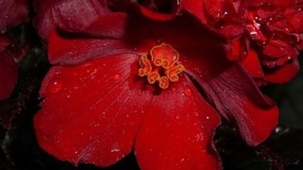 Северокорейский цветок "кимченирия" получил первый приз