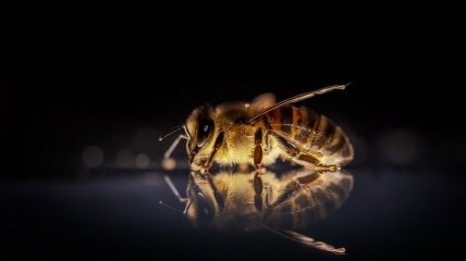 Ученые научились распознавать коронавирус при помощи пчел: как это работает