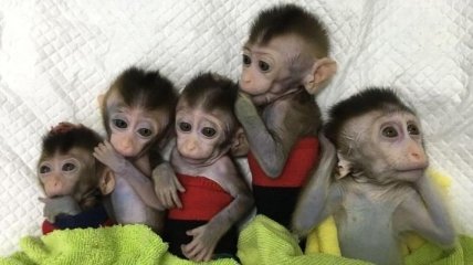 В Китае родились пять клонированных приматов