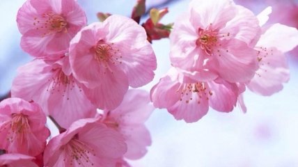В столице Японии рекордно рано начался сезон цветения сакуры