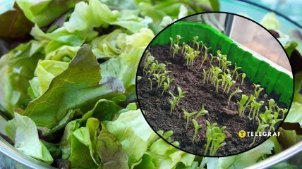 Как правильно выращивать салат