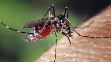 Истребление комаров: лучшие советы для дачников