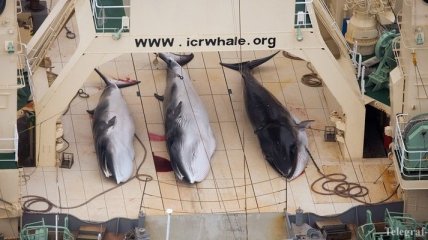 Японии запретили охотиться на китов