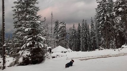Зима пришла раньше времени: Карпаты засыпало 10-сантиметровым слоем снега (фото, видео)