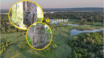 Серая сова появилась в Днепропетровской области