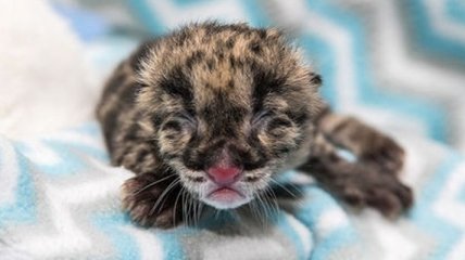 В зоопарке США родился детеныш редчайшего леопарда