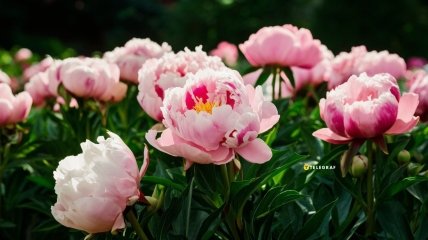 Півонії не можна обрізати влітку
