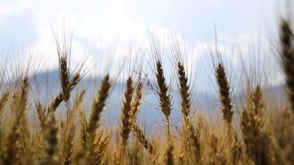 Украина продолжает бить собственный рекорд экспорта зерна 