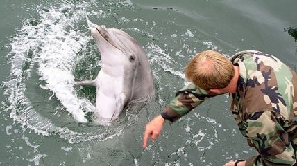 Боевые дельфины НАТО впервые примут участие в учениях в Черном море